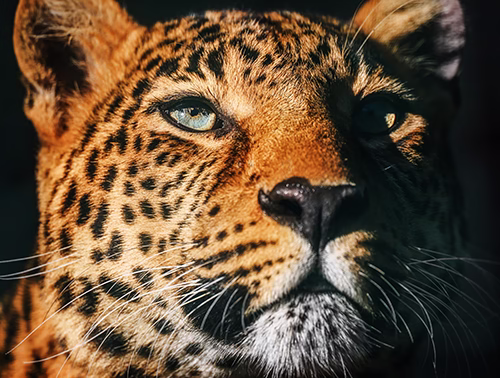 Leopards in India