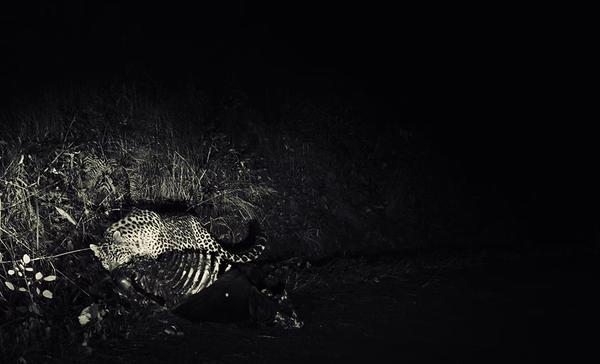When the Hills Whisper Fear: The Tragic Unraveling of Man and Leopard in the Kumaon